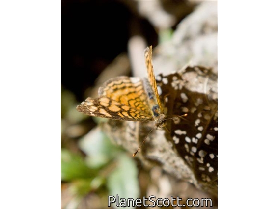 Checkerspot Butterfly (Anthanassa hermas)