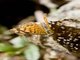 Checkerspot Butterfly (Anthanassa hermas)