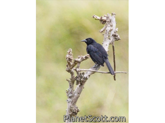 Scrub Blackbird (Dives warczewiczi)