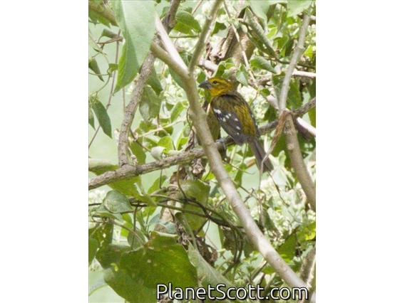 Golden-bellied Grosbeak (Pheucticus chrysogaster)