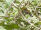 Golden-bellied Grosbeak (Pheucticus chrysogaster)