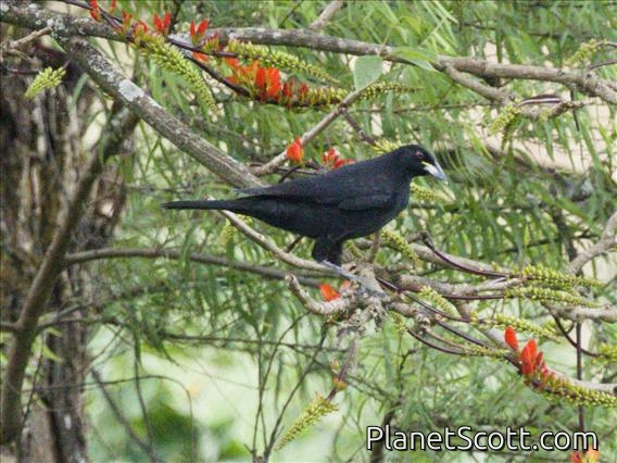 Yellow-billed Cacique (Amblycercus holosericeus)