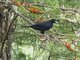 Yellow-billed Cacique (Amblycercus holosericeus)