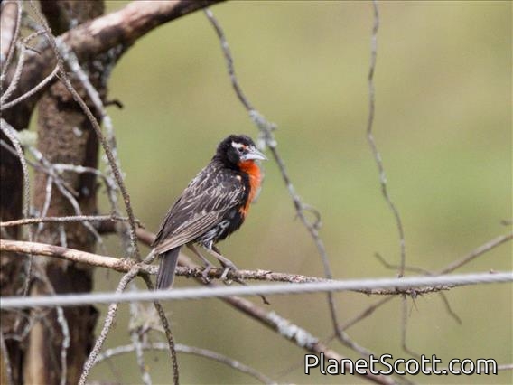 Peruvian Meadowlark (Leistes bellicosus)