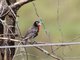 Peruvian Meadowlark (Leistes bellicosus)