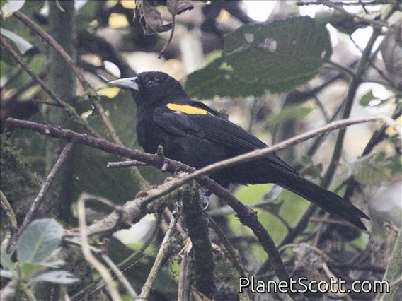 Mountain Cacique (Cacicus chrysonotus)
