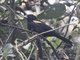 Mountain Cacique (Cacicus chrysonotus)