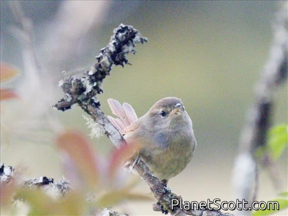Line-cheeked Spinetail (Cranioleuca antisiensis)