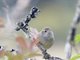Line-cheeked Spinetail (Cranioleuca antisiensis)