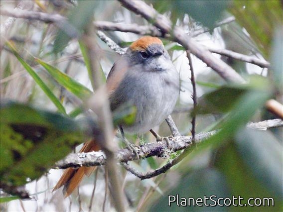 Azara's Spinetail (Synallaxis azarae)