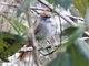 Azara's Spinetail (Synallaxis azarae)