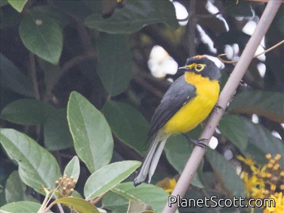 Spectacled Redstart (Myioborus melanocephalus)