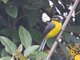 Spectacled Redstart (Myioborus melanocephalus)