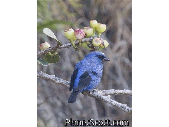 Blue-and-black Tanager (Tangara vassorii)