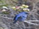 Blue-and-black Tanager (Tangara vassorii)