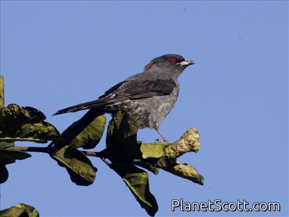 Red-crested Cotinga (Ampelion rubrocristatus)
