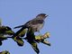 Red-crested Cotinga (Ampelion rubrocristatus)