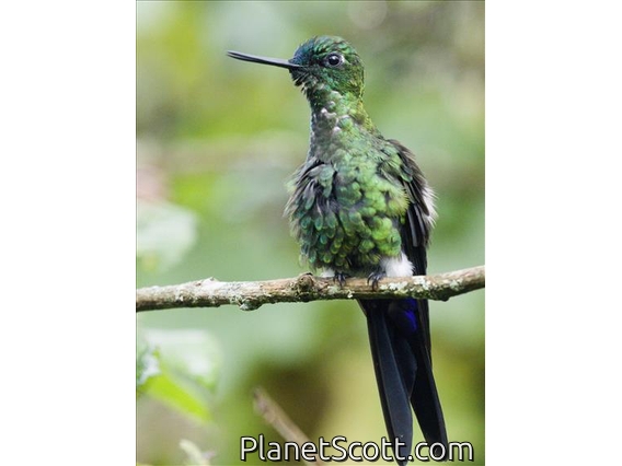 Sapphire-vented Puffleg (Eriocnemis luciani)