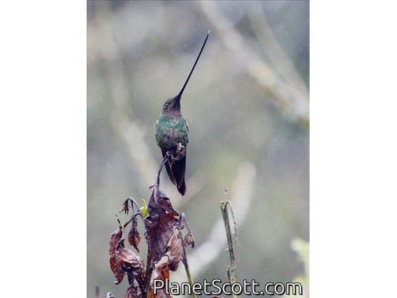Sword-billed Hummingbird (Ensifera ensifera)