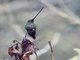 Sword-billed Hummingbird (Ensifera ensifera)