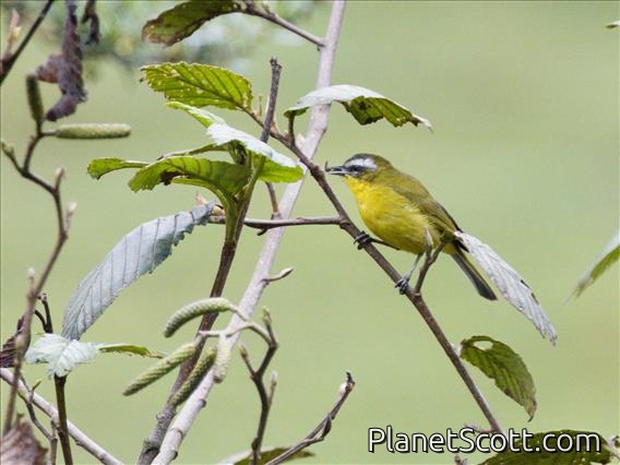 Superciliaried Hemispingus (Thlypopsis superciliaris)