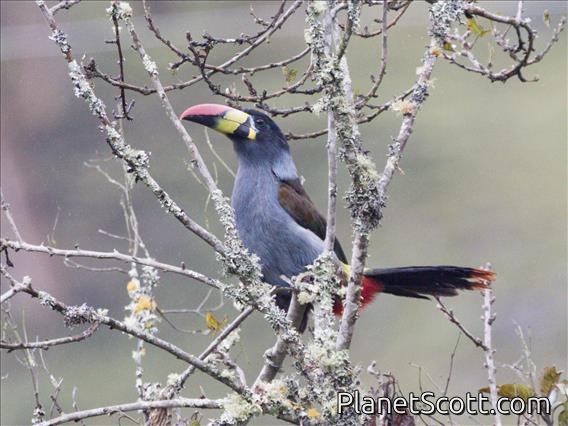 Gray-breasted Mountain-Toucan (Andigena hypoglauca)
