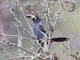 Gray-breasted Mountain-Toucan (Andigena hypoglauca)