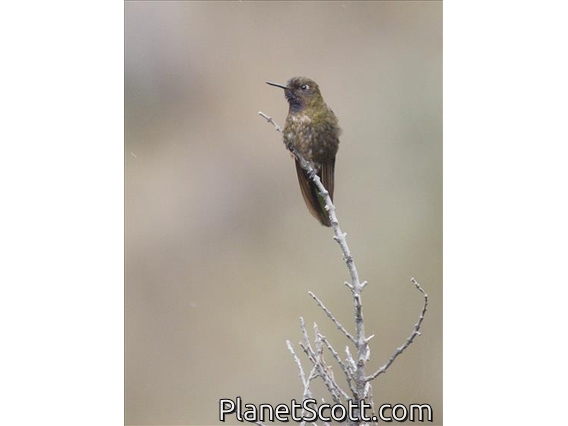 Violet-throated Metaltail (Metallura baroni)