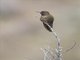 Violet-throated Metaltail (Metallura baroni)