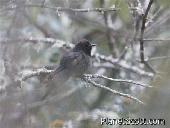 Blue-mantled Thornbill (Chalcostigma stanleyi)