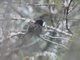 Blue-mantled Thornbill (Chalcostigma stanleyi)