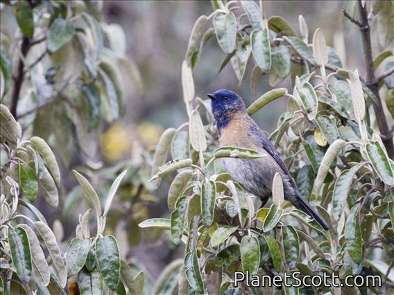 Tit-like Dacnis (Xenodacnis parina) - Female