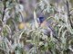Tit-like Dacnis (Xenodacnis parina) - Female