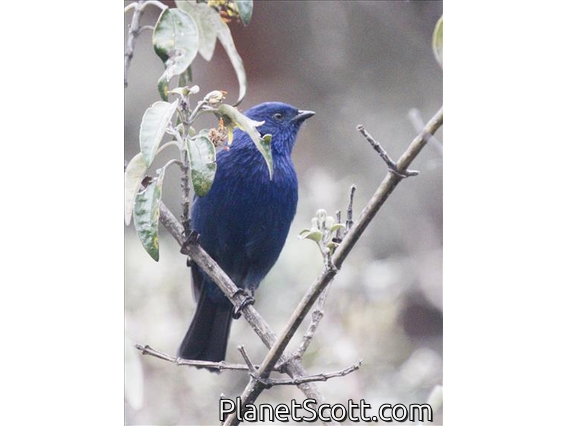 Tit-like Dacnis (Xenodacnis parina)