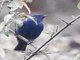 Tit-like Dacnis (Xenodacnis parina)