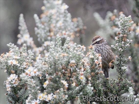 Andean Tit-Spinetail (Leptasthenura andicola)