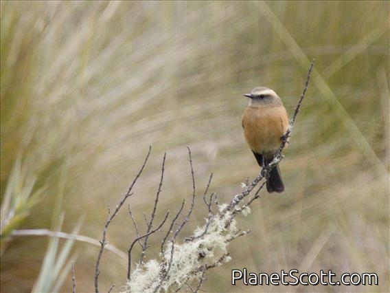 Brown-backed Chat-Tyrant (Ochthoeca fumicolor)