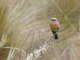Brown-backed Chat-Tyrant (Ochthoeca fumicolor)