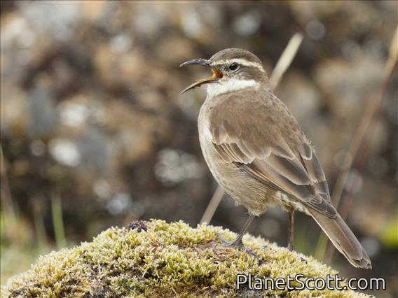 Stout-billed Cinclodes (Cinclodes excelsior)