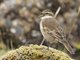 Stout-billed Cinclodes (Cinclodes excelsior)