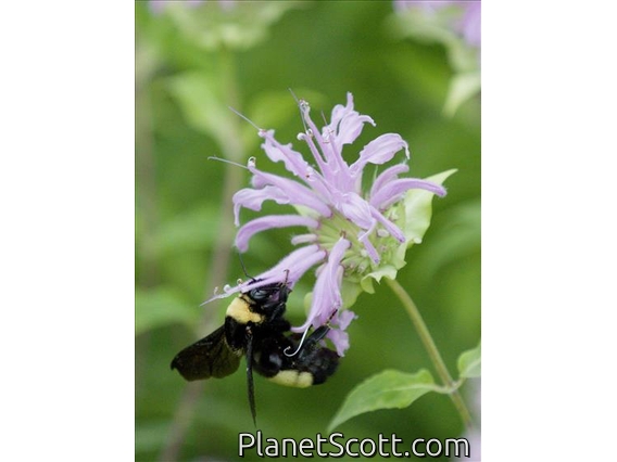 Black-and-gold Bumble Bee (Bombus auricomus)
