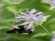Black-and-gold Bumble Bee (Bombus auricomus)