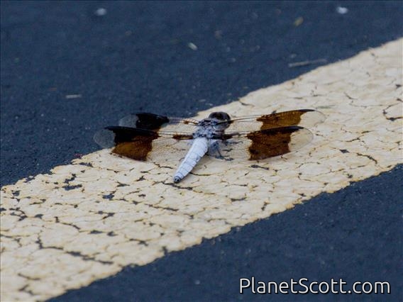 Common Whitetail (Plathemis lydia)