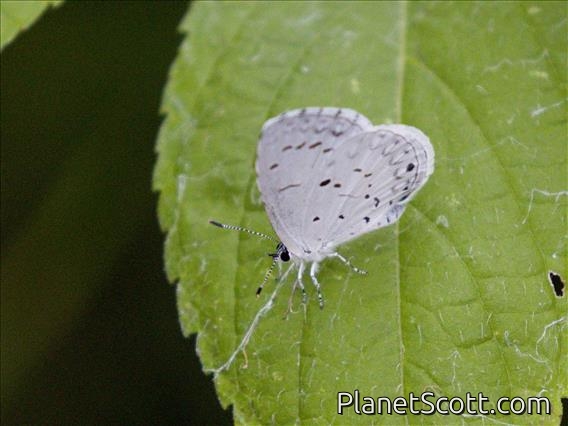 Summer Azure (Celastrina neglecta)