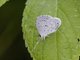 Summer Azure (Celastrina neglecta)