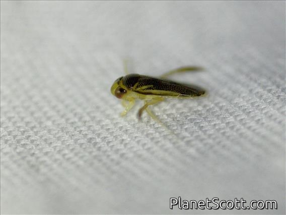 Water Boatman (Trichocorixa sp)