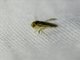 Water Boatman (Trichocorixa sp)