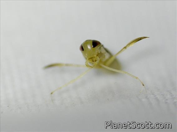 Water Boatman (Trichocorixa sp)