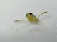 Water Boatman (Trichocorixa sp)