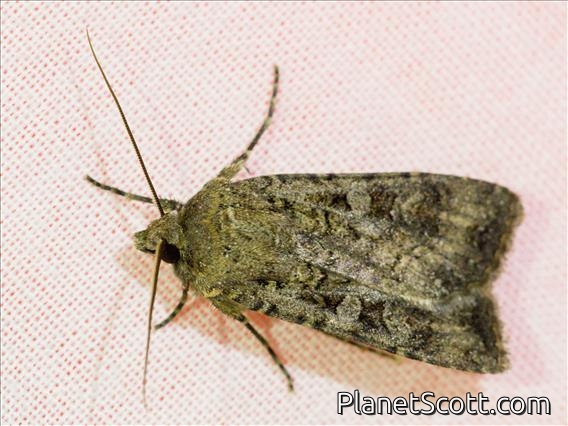 Cutworm Moth (Noctuidae sp)